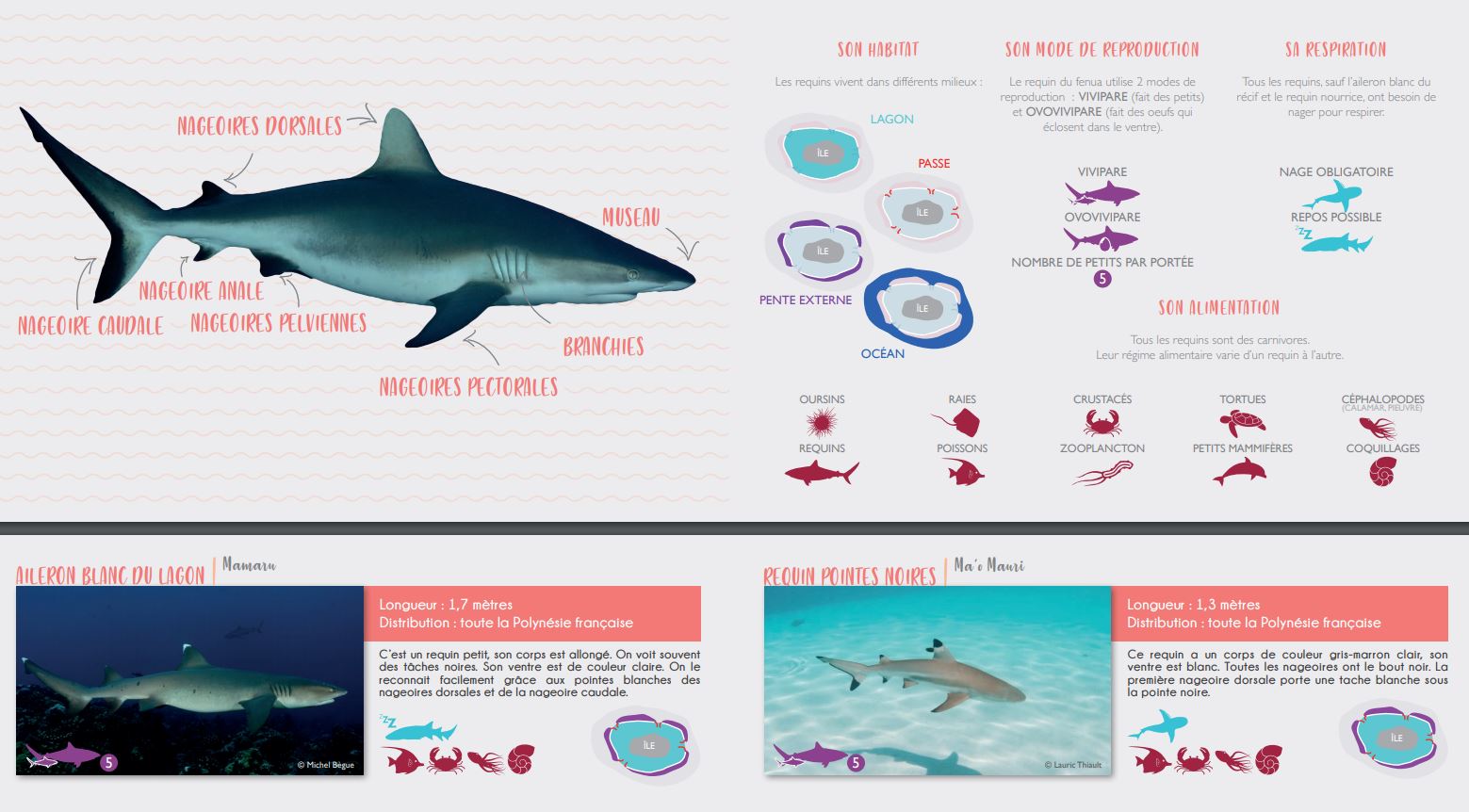 Apprendre à reconnaître les raies et requins