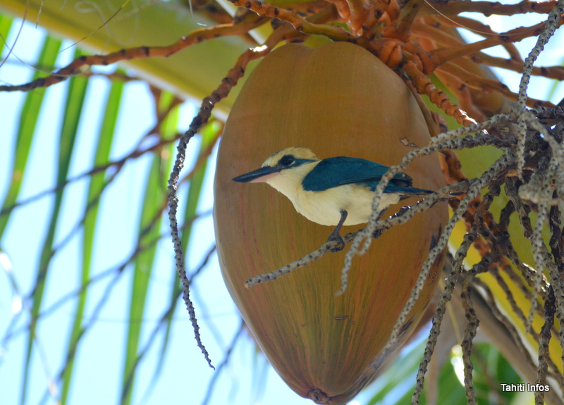 Le koteuteu de Niau est en danger critique d'extinction. Un traitement de l'île contre les espèces invasives, rats noirs en particulier, lui permettrait de survivre.