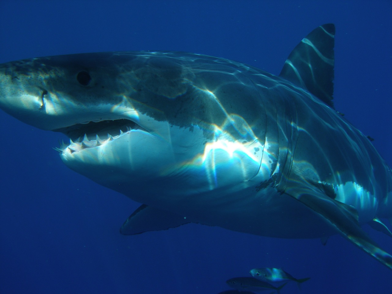 Télé réalité: des requins en chasse dans des forêts d'algue