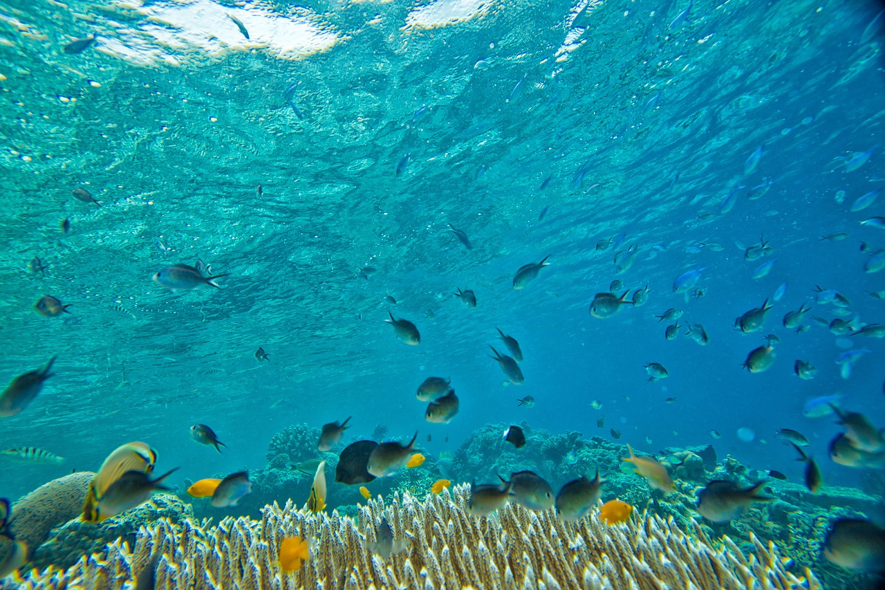 Australie: les coraux les plus au sud du globe touchés par le blanchissement