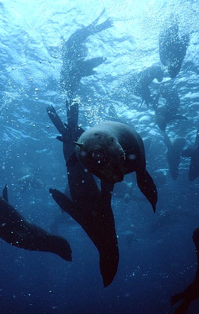 Edmund Fanning massacra plus de cent mille otaries dans l’archipel de Juan Fernandez en 1797, afin de vendre les peaux en Chine.