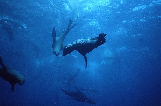 Les otaries à deux peaux (« lobo fino de dos pelos », Arctocephalus philippii) sont endémiques à Juan Fernandez. Il y en avait cinq millions avant l’arrivée des chasseurs, et seulement cinq cents en 1969.