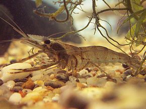 Les crustacés d'eau douce comme les chevrettes peuvent porter le parasite.Il faut les cuire ou les congeler avant de les consommer !