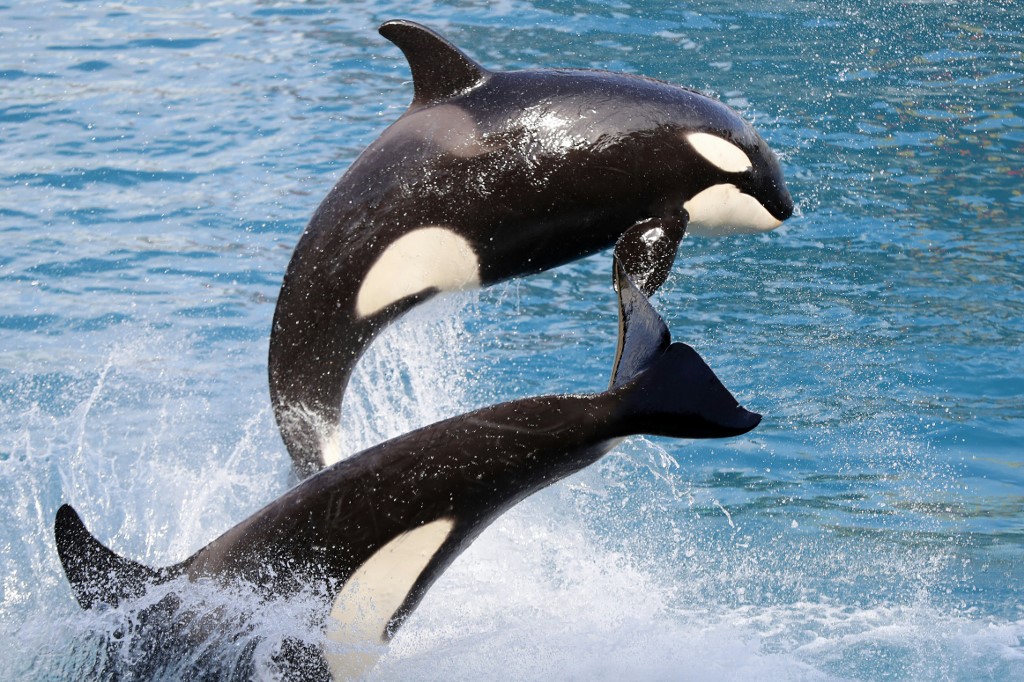 Antibes: le Marineland cible d'une plainte concernant l'un de ses orques