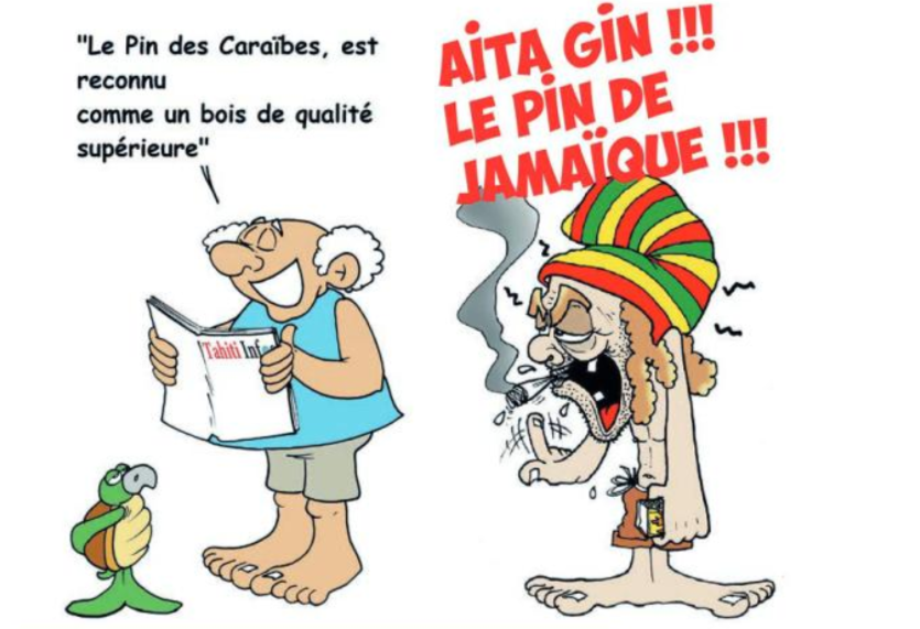 " Le Pin des Caraïbes " vu par Munoz