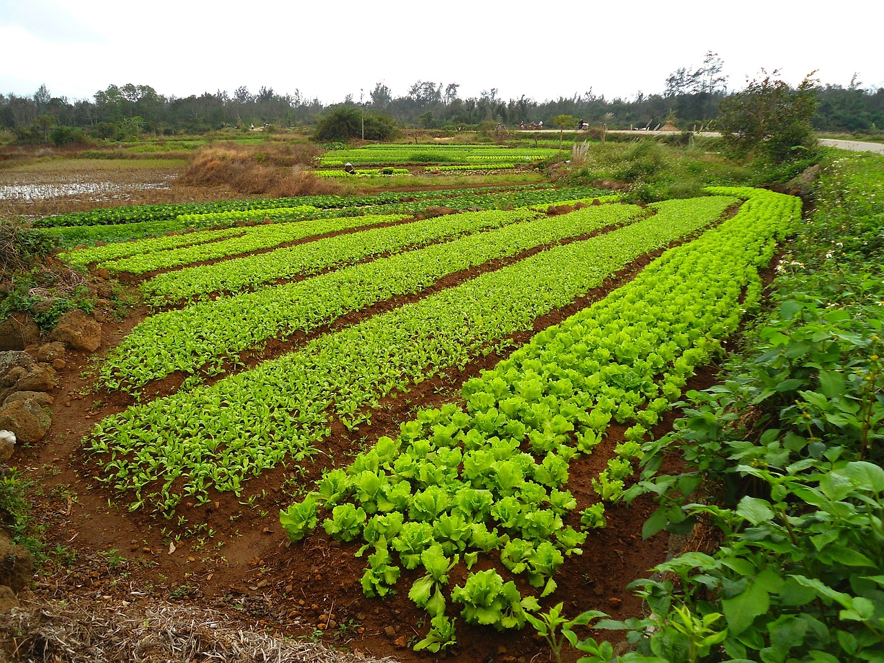 Comme sous Mao, la Chine veut envoyer les jeunes à la campagne