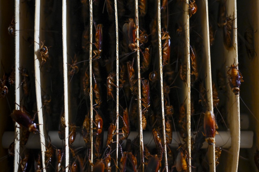 Cafard laqué ou pimenté? En Chine, la bestiole s'introduit dans les assiettes