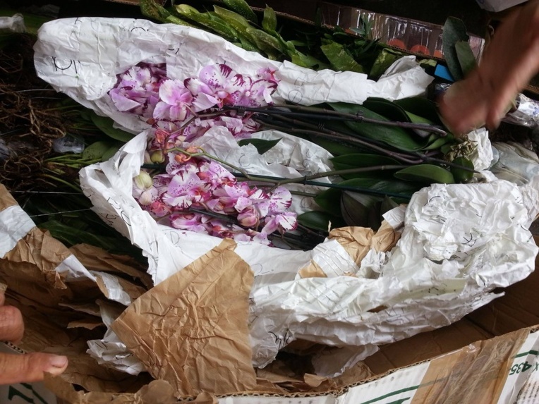 Prison avec sursis pour les importateurs de plantes interdites