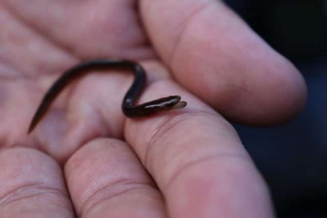Les poissons, ces grands voyageurs