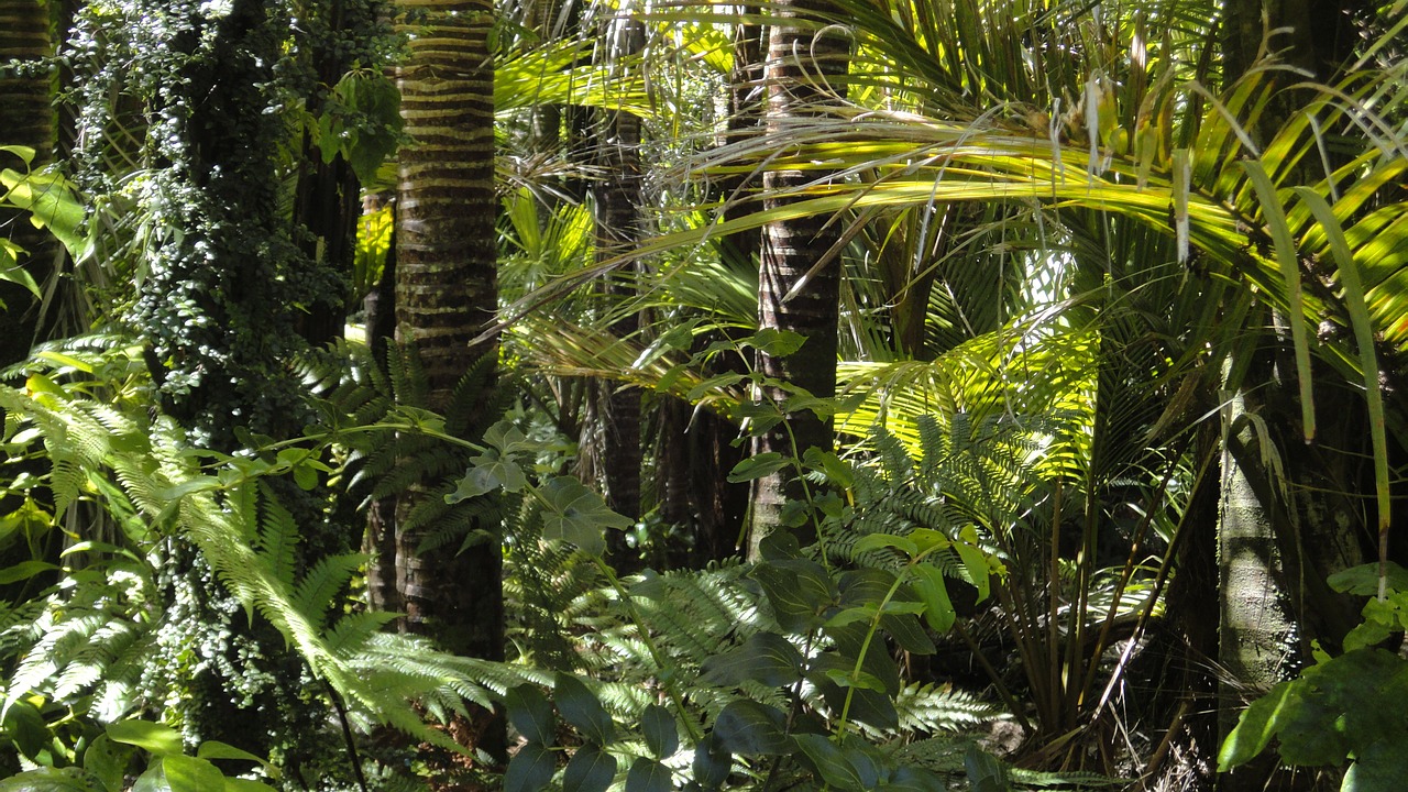 Les forêts tropicales continuent à disparaître à grands pas