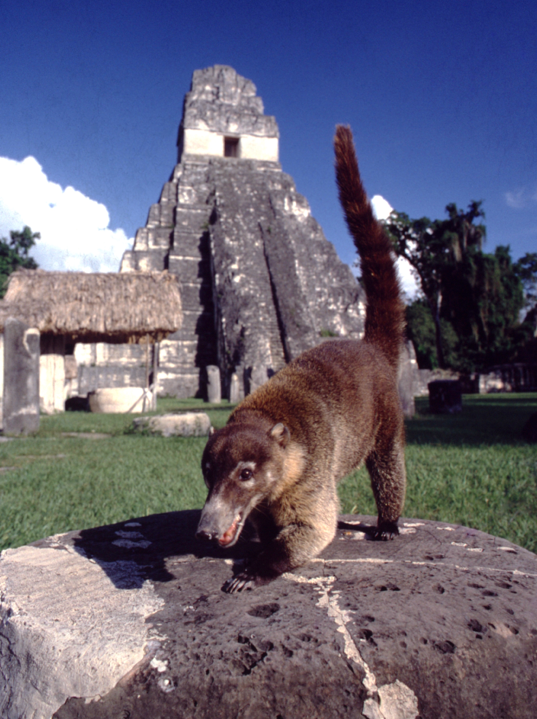 Les ruines de Tikal sont encore vivantes ; la preuve, ce petit coati omnivore, qui n’hésite pas à venir griffer les sacs des touristes transportant leur casse-croûte.