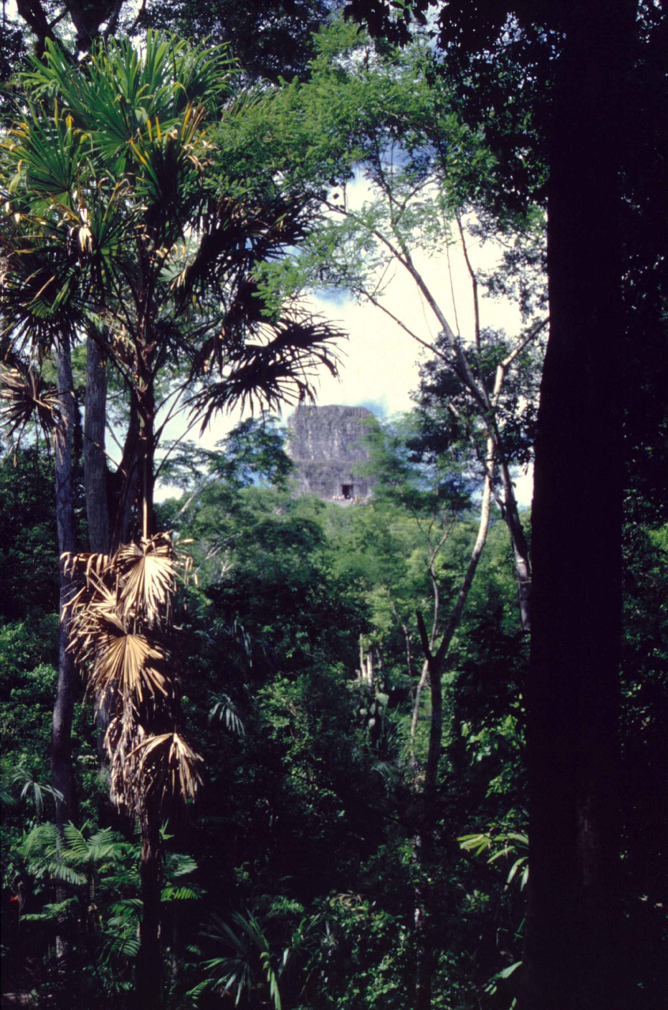 Un “temple” de Tikal attendant une restauration ; c’est de cette manière que se présentaient les ruines de la cité au moment de leur découverte. Des dizaines et des dizaines d’ouvrages sont encore dans cet état, dans l’attente de mécènes.