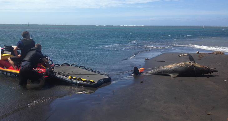 Crédit : Mata Tohora.