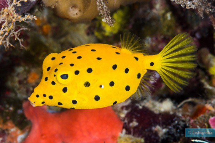 Un poisson-coffre jaune (crédit : Fishpedia.fr)