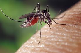 Dengue 2 : cinq nouveaux cas