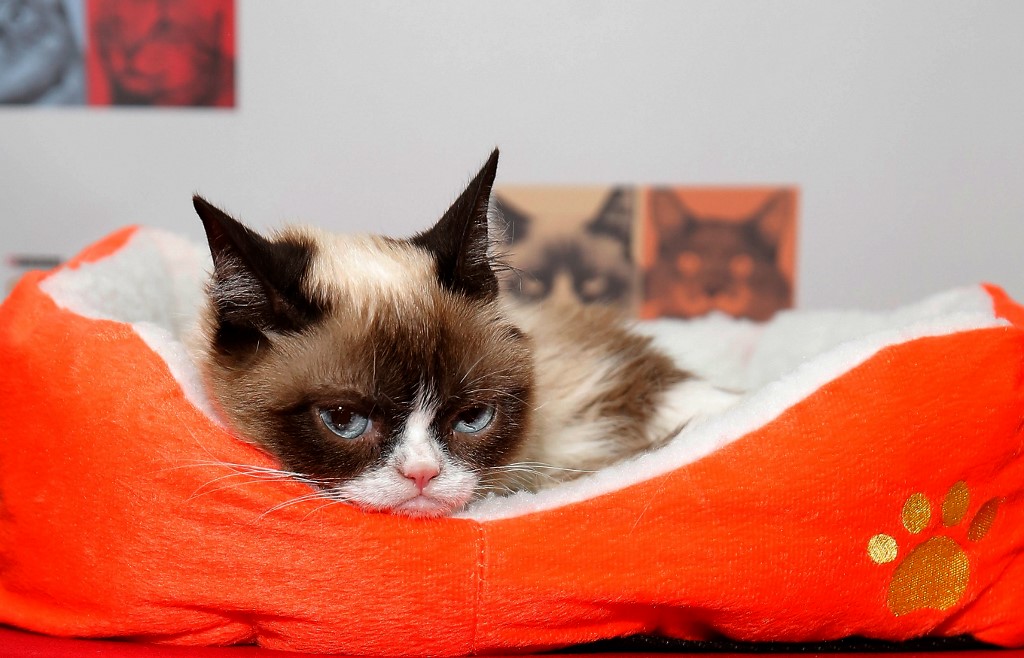 Coqueluche de l'internet, "Grumpy Cat" est morte