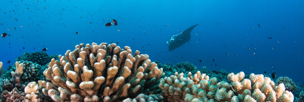 La Polynésie française à l'honneur à l'Aquarium de Paris