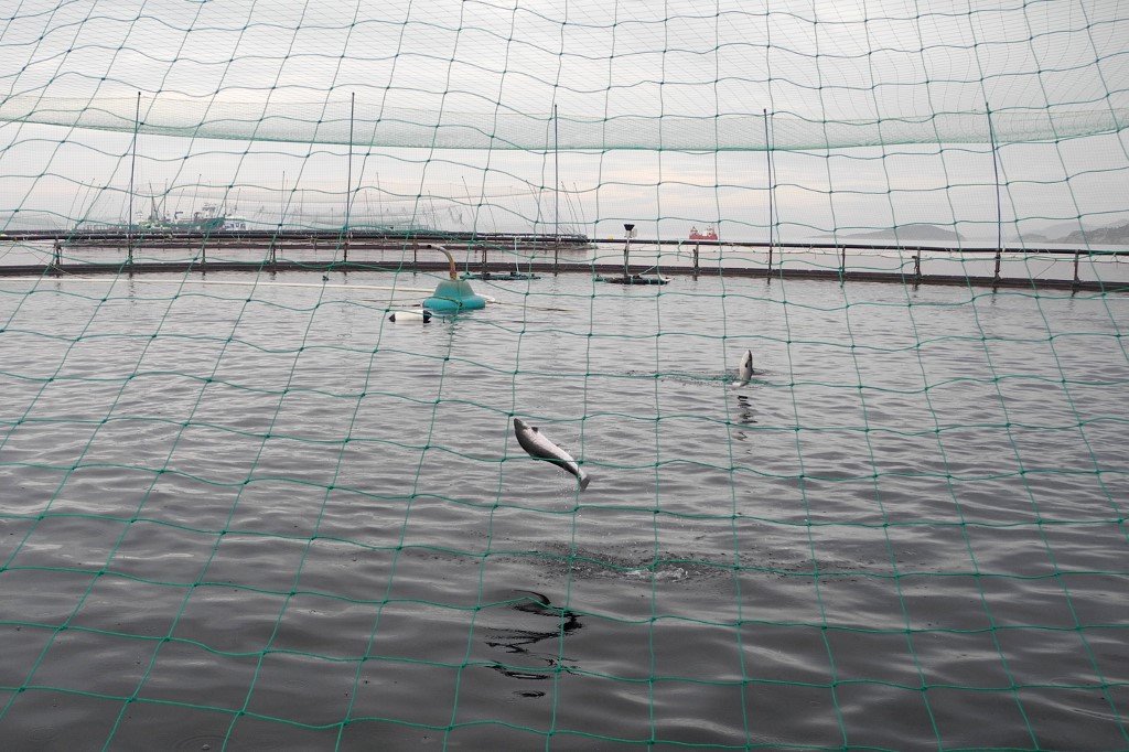 Norvège: une algue toxique décime les saumons d'élevage