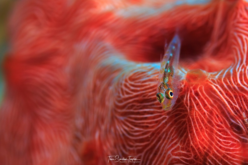 Une larve crypto-benthique, véritable bonbon pour les poissons de récif. Appétissant non ? (crédit photo : Tane Sinclair Taylor)