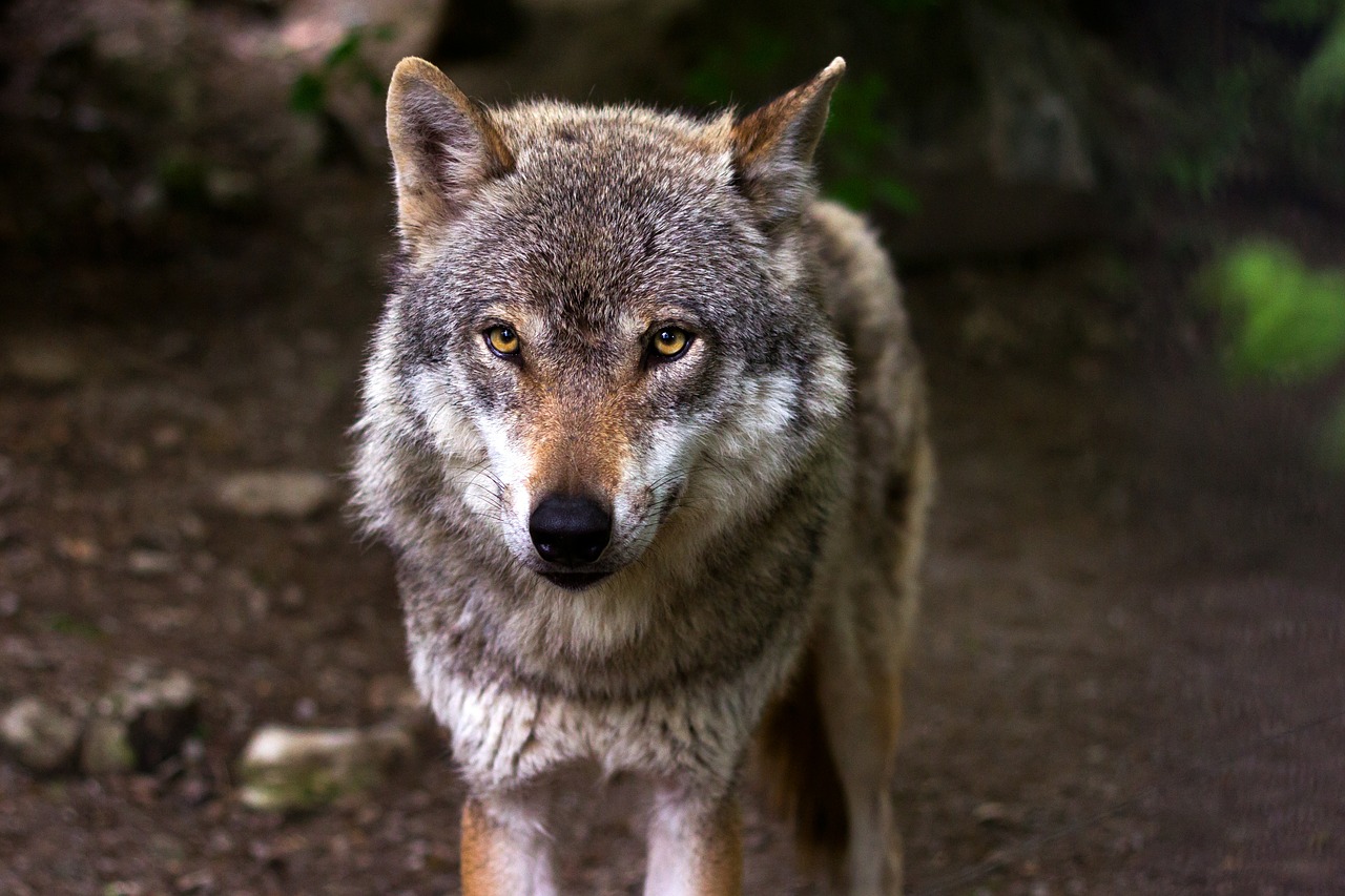 La population de loups en hausse en France dépasse désormais 500