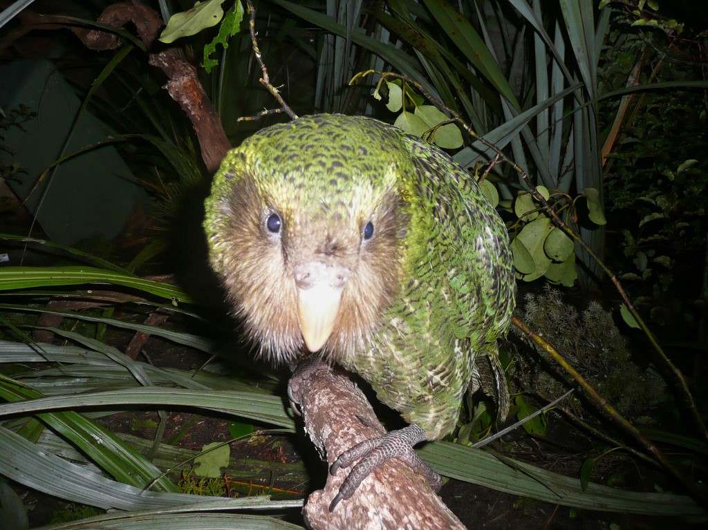 Une épidémie menace le kakapo, perroquet en danger d'extinction