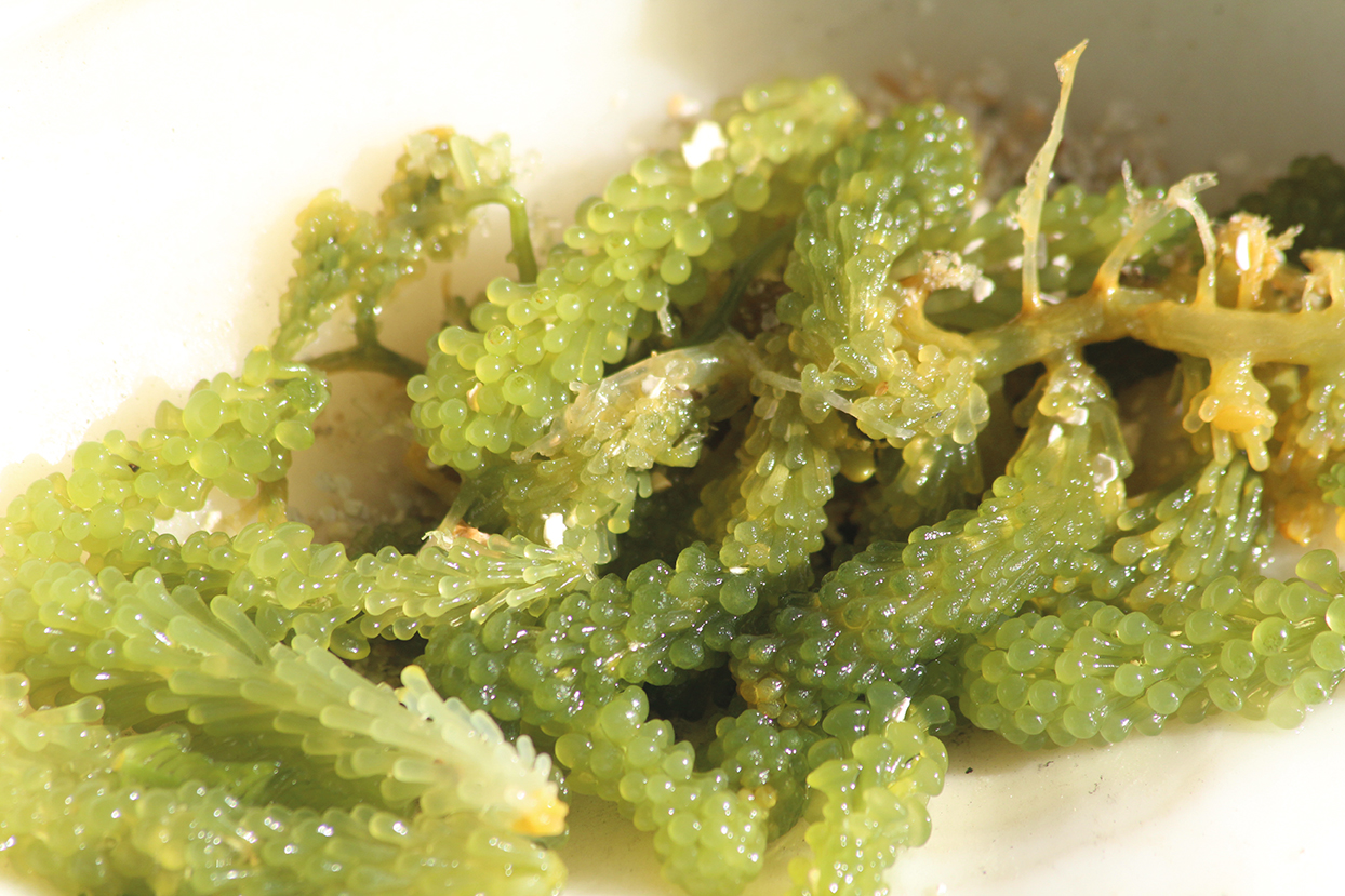 Carnet de voyage - Balade autour de Raivavae