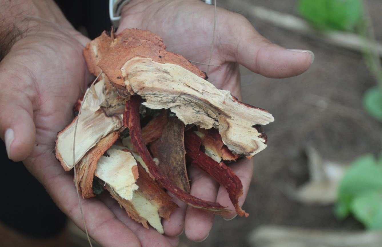 ​Raivavae, l’île aux santals