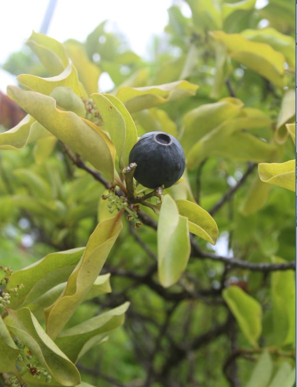 ​Raivavae, l’île aux santals