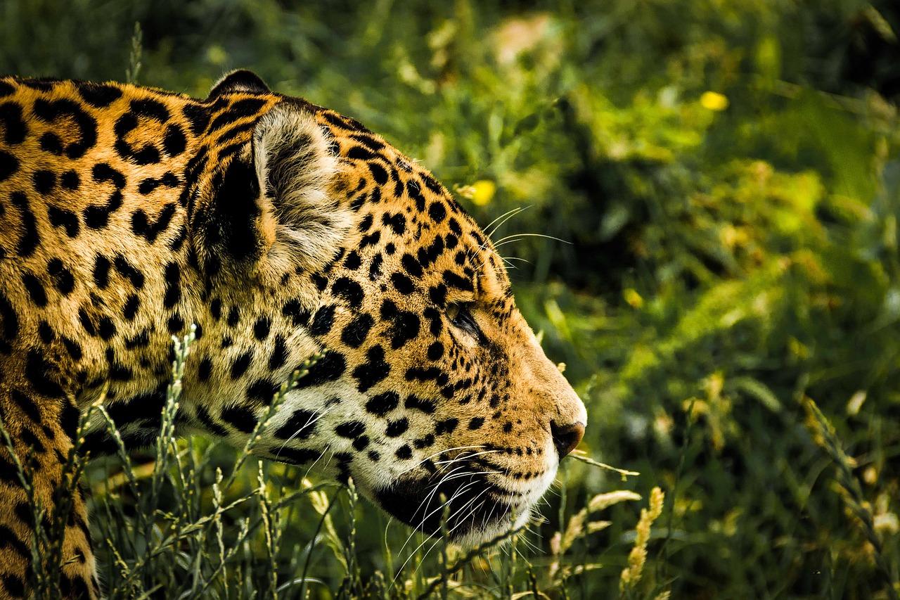 Un braconnier accusé d'avoir tué plus de mille jaguars au Brésil
