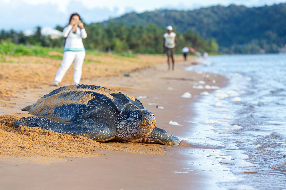 En Guyane, la tortue luth se fait de plus en plus rare