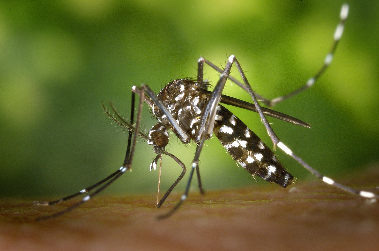 Premier lâcher de moustiques contre la dengue à Nouméa