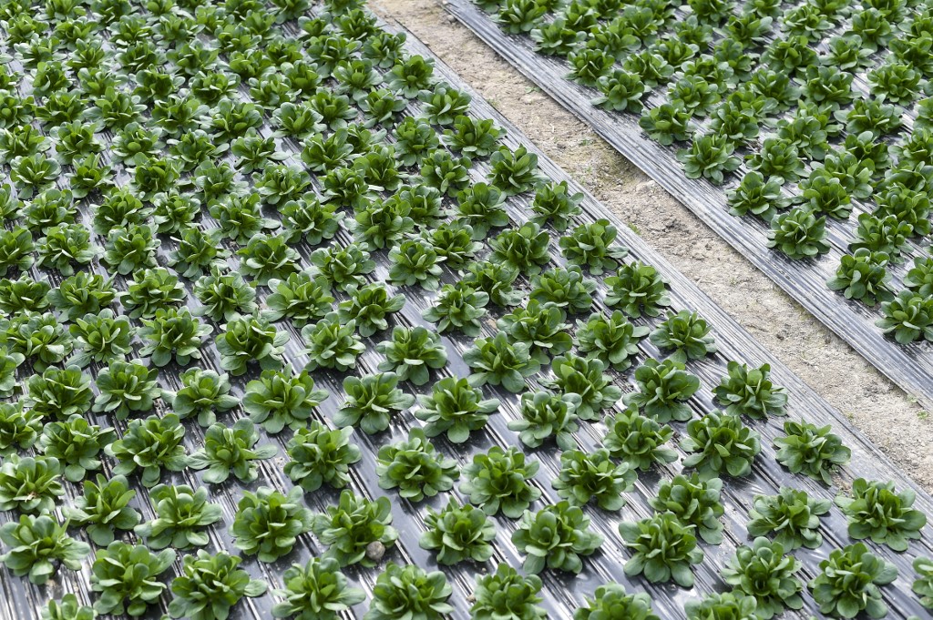 Bio: les serres chauffées autorisées mais l'utilisation encadrée