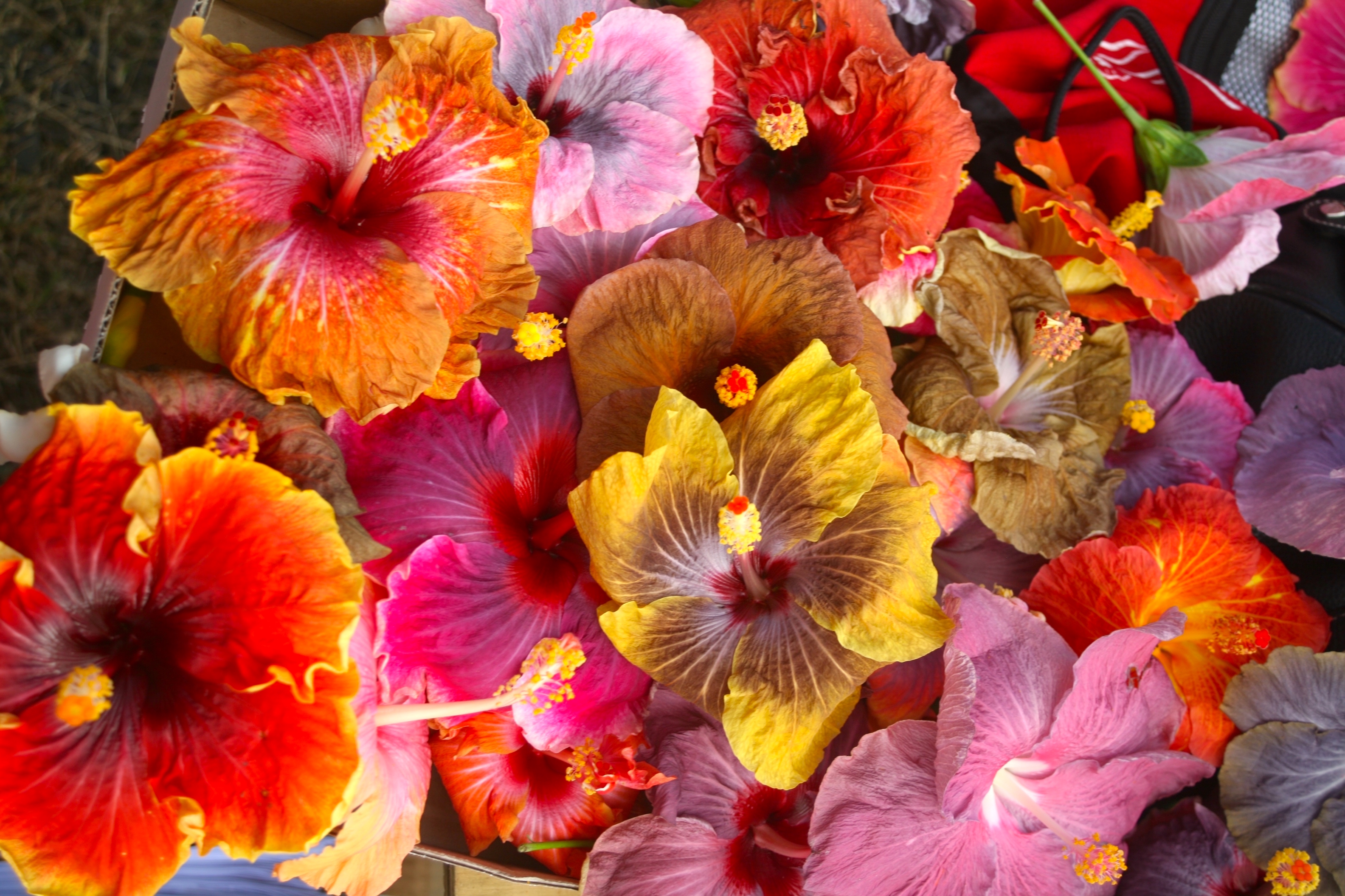 Il existe plus de neuf mille variétés d’hisbiscus dans le monde, plusieurs centaines probablement dans la seule Polynésie française.