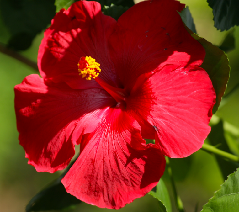 Attention aux prétendues propriétés médicinales de l’hibiscus ; elles s’appliquent, en médecine traditionnelle, aux hibiscus introduits par les Polynésiens, pas aux variétés dues aux Européens et encore moins à tous les hybrides.