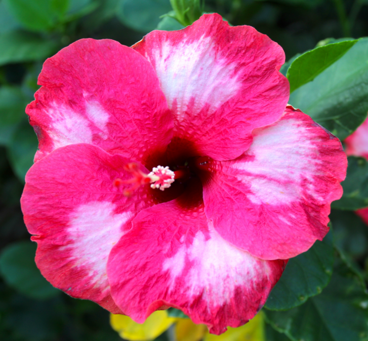 Très belle fleur de Raivavae, délicatement tachée de blanc. Hibiscus vient du latin hibiscum, désignant la guimauve, hibiscum venant lui-même du grec ancien  hibiscos. La fleur de la guimaune (Althaea officinalis) ressemble en effet aux fleurs simples des hibiscus.