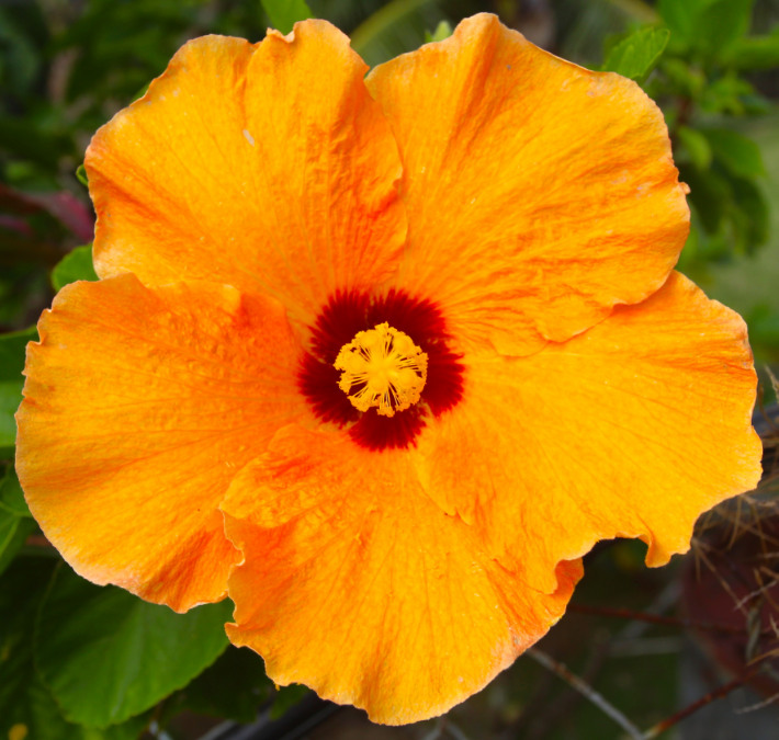 C’est en Australie que la base de données des hibiscus, mise sans cesse à jour, est centralisée, avec plus de 9 000 variétés.