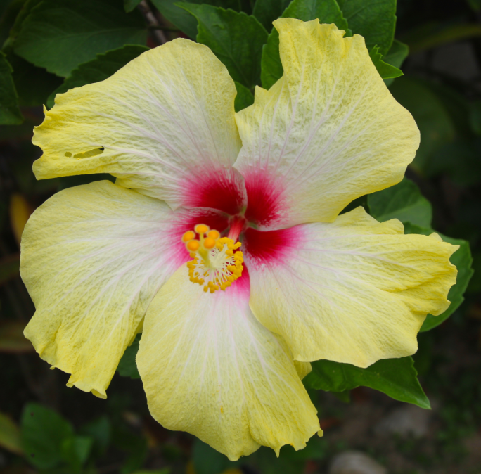 Superbe fleur presque fluo, malheureusement éphémère…
