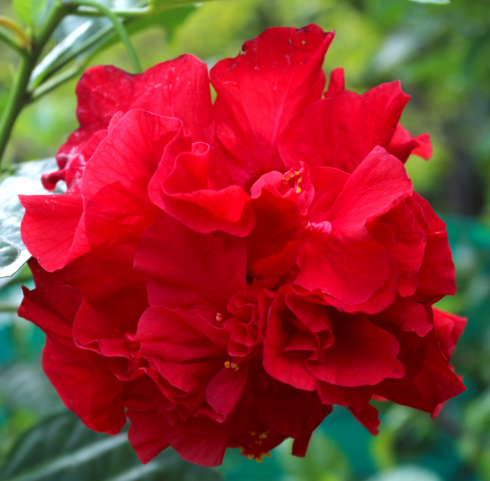 Le docteur Johnstone, qui introduisit à Tahiti de nombreuses plantes, dont le cacaoyer et le bougainviller, a également importé à Tahiti les premiers hibiscus rouges et doubles.