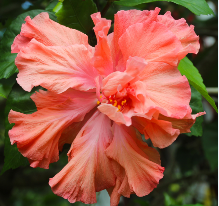 A Tahiti, un Américain, Richard Johnson, appelé Dick par ses amis, a longtemps été le président de la International Hibiscus Society, qui a aujourd’hui des ramifications dans le monde entier (http://www.internationalhibiscussociety.org/).