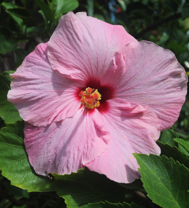 Fleurs, feuilles (laxatives !), racines, tout est bon dans l’hibiscus qui a de très nombreuses propriétés médicinales. Mais attention aux charlatans !