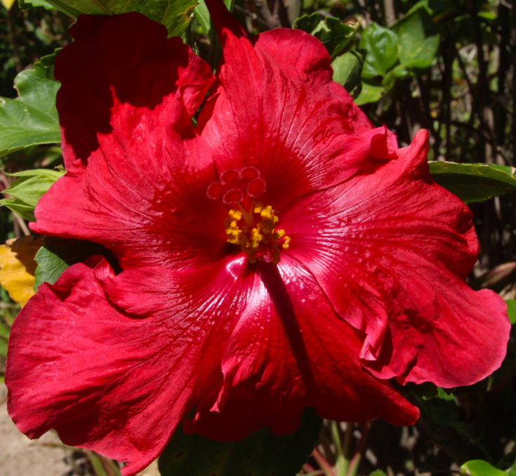 Les hibiscus, à tort, passent pour des fleurs stériles. Il n’en est rien, il suffit de prélever le pollen des étamines d’une fleur pour le placer sur le pistil d’une autre et vous obtiendrez un joli petit fruit, porteur de graines.
