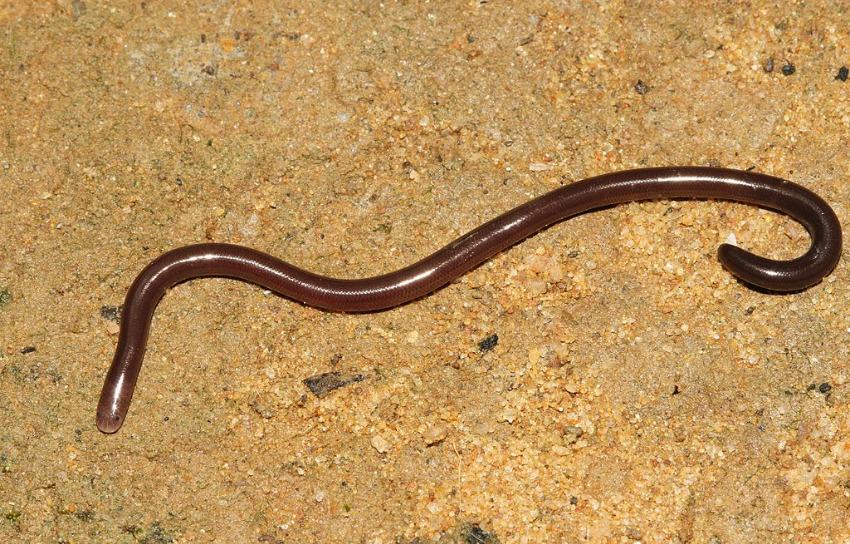Il existe des serpents de toutes les tailles. Certains ne mesurent que quelques centimètres, d’autres atteignent les sept mètres !