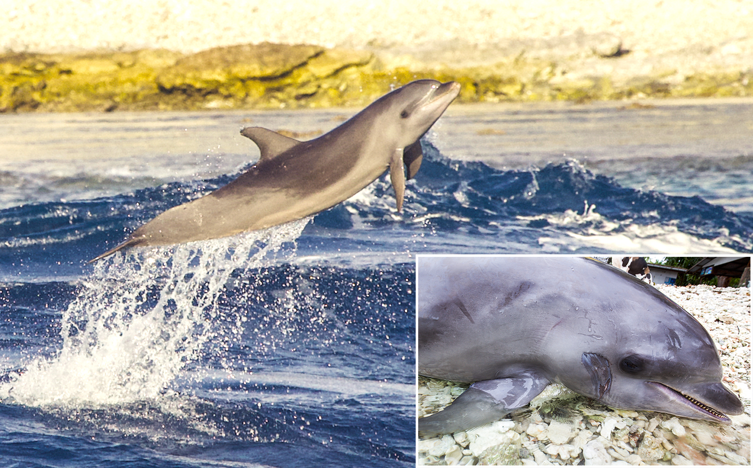 La femelle dauphin Rose avait élu domicile dans la passe de Tiputa, où elle avait pour habitude de surfer. Elle y est décédée ce dimanche 14 juillet, après une collision avec le Paul Gauguin. (Crédit photo : Pamela Carzon - Groupe d’Étude des Mammifères Marins - GEMM)