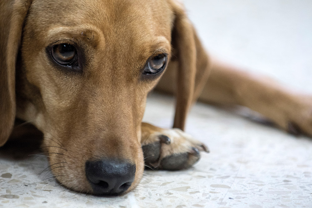 Premier procès devant un tribunal en Amérique Latine d'un chien victime de maltraitance