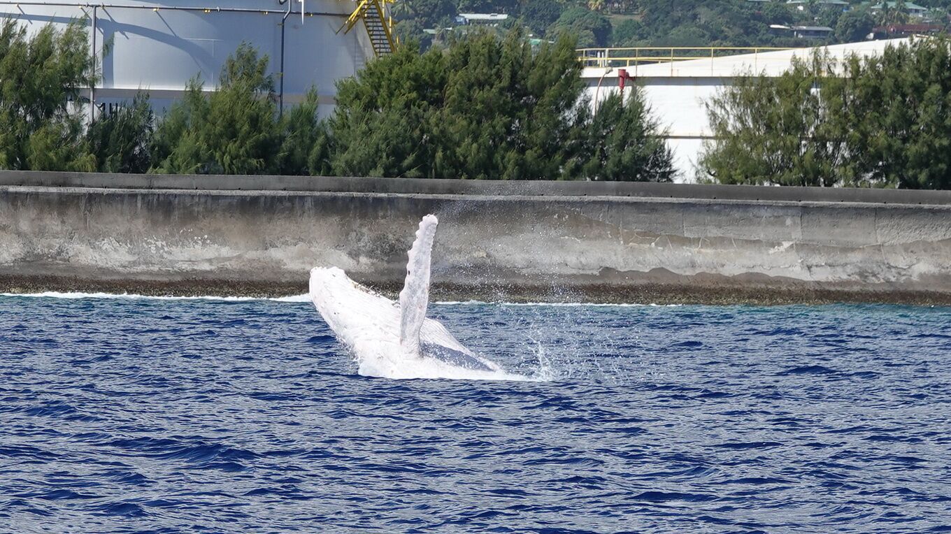 Une baleine blanche à Papeete