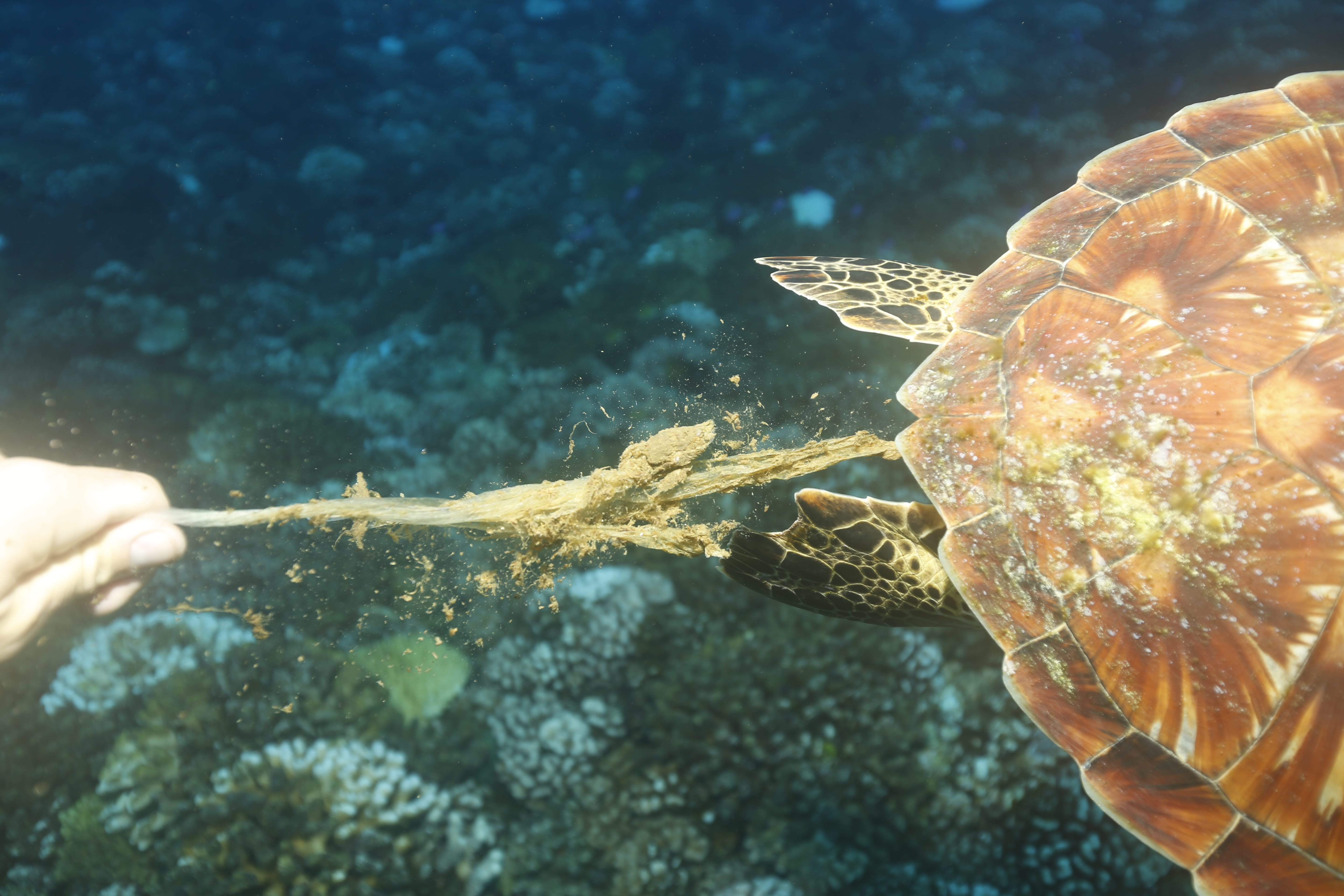 Pollution marine : l'indigestion