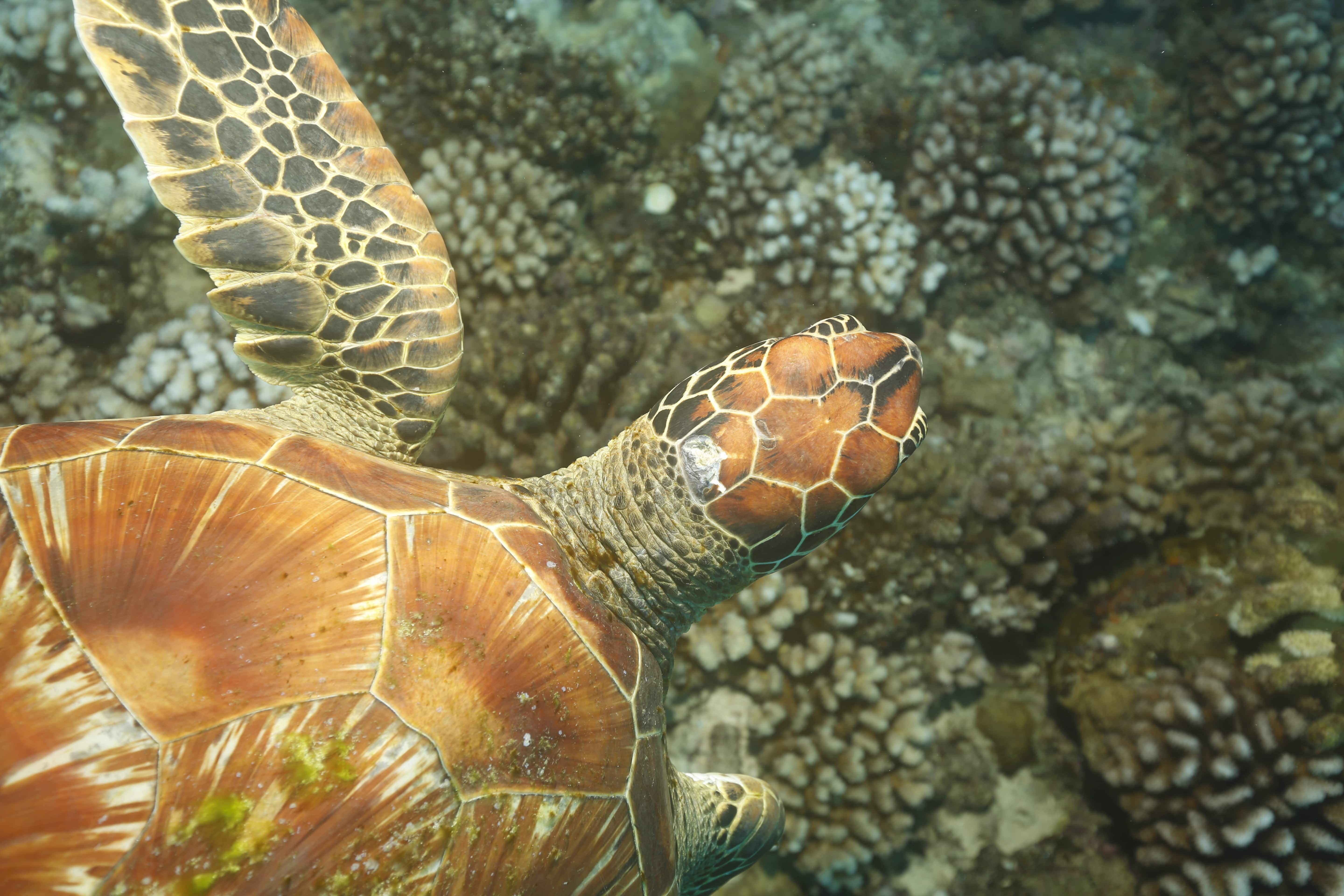 Pollution marine : l'indigestion