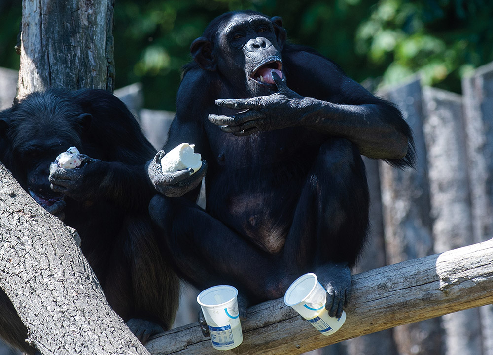 Loire: un soigneur de zoo gravement blessé par un chimpanzé