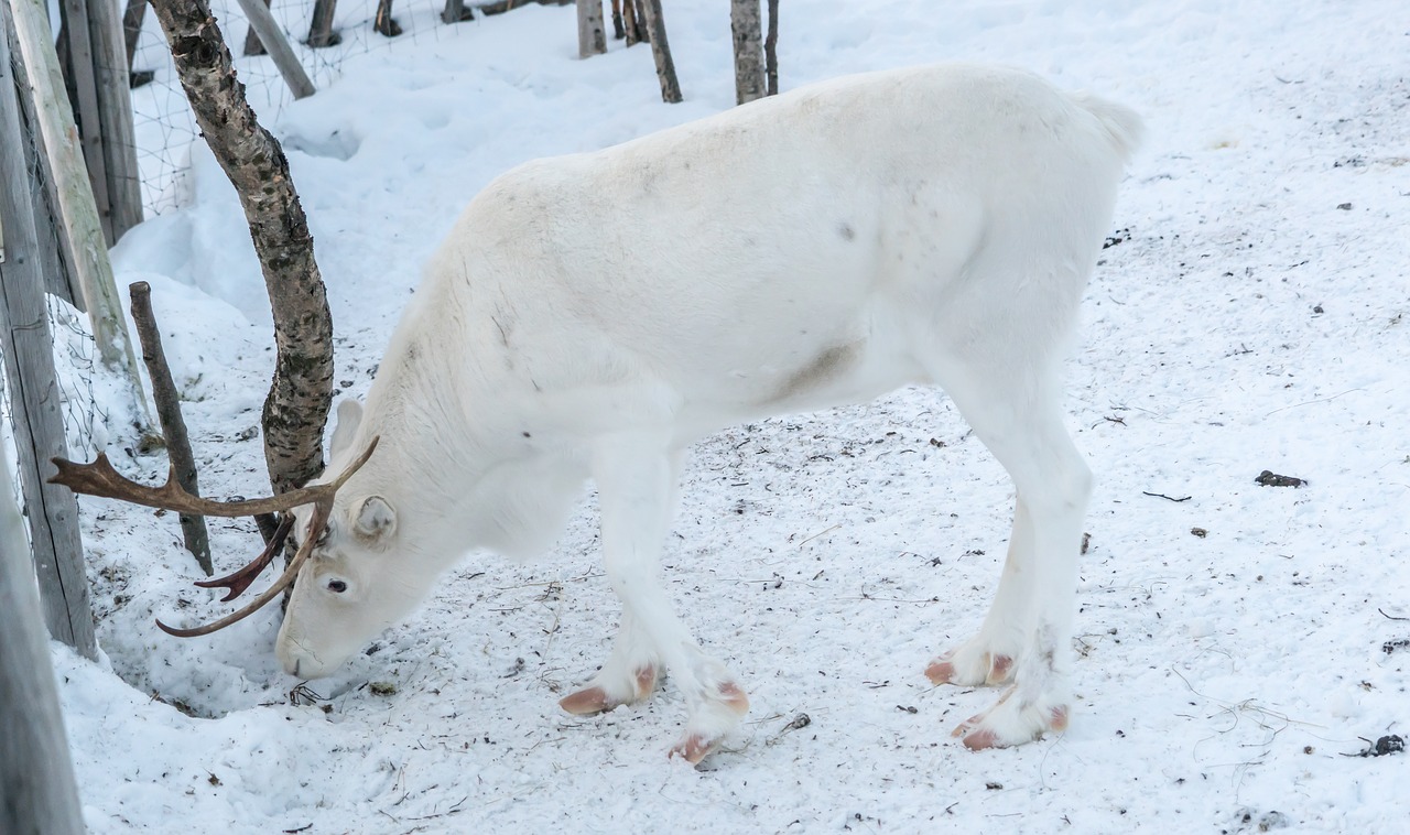 Arctique: 200 rennes retrouvés morts de faim, le changement climatique pointé du doigt