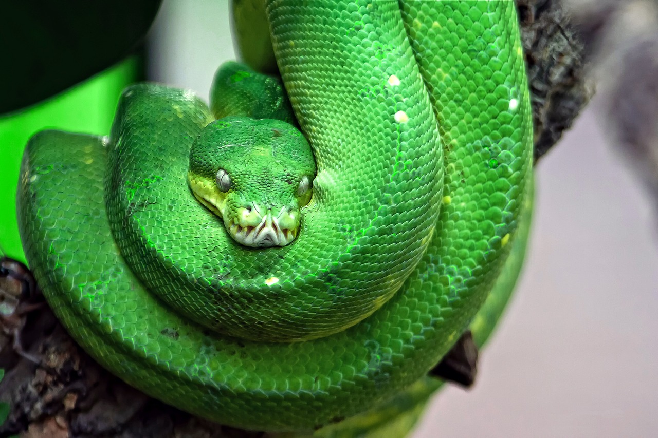 A Antibes, saisie dans un appartement de serpents "parmi les plus venimeux au monde"